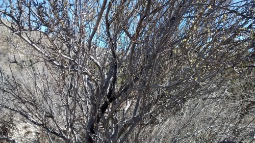 Forestiera angustifolia