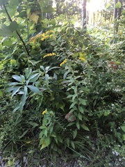 Solidago rugosa