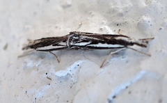 Catoptria staudingeri