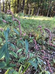 Persicaria