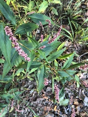 Persicaria