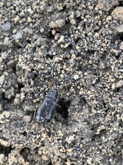 Phlaeopterus