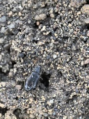 Phlaeopterus