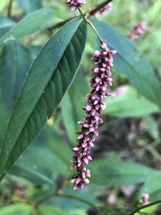 Persicaria