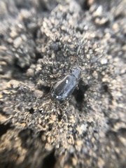 Phlaeopterus