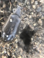 Phlaeopterus