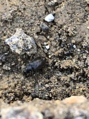 Phlaeopterus