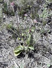 Gerbera piloselloides