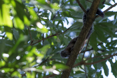 Heliosciurus mutabilis