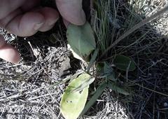 Gerbera piloselloides
