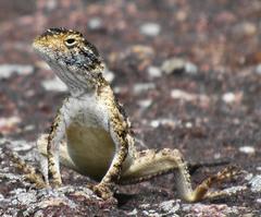 Agama aculeata