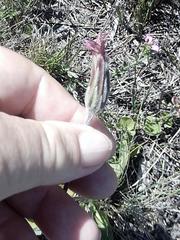 Gerbera piloselloides