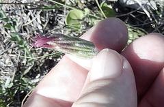 Gerbera piloselloides