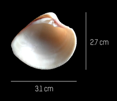 Chionopsis amathusia