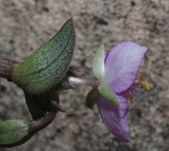 Callisia navicularis