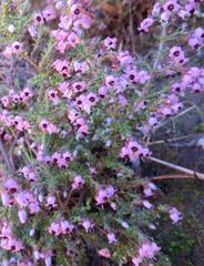 Erica setosa