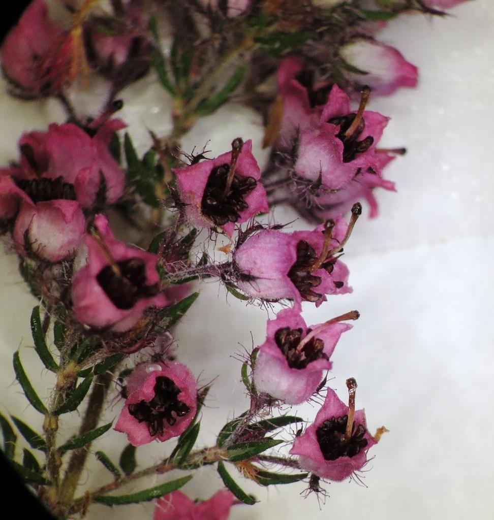 Erica setosa