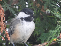 Poecile atricapillus