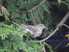 Haemorhous mexicanus