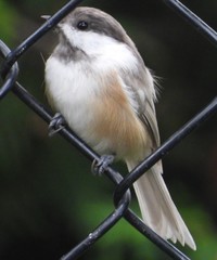 Poecile atricapillus