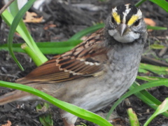 Zonotrichia albicollis