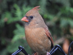 Cardinalis cardinalis
