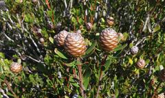 Leucadendron muirii
