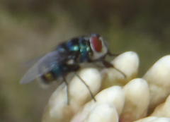 Chrysomya chloropyga