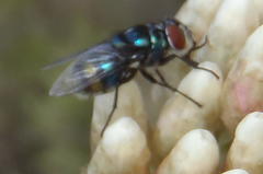 Chrysomya chloropyga