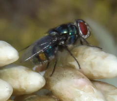 Chrysomya chloropyga