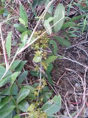 Salacia kraussii