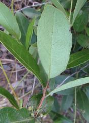 Salacia kraussii