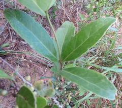 Salacia kraussii