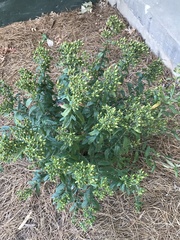 Hypericum sphaerocarpum