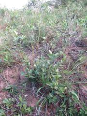 Salacia kraussii