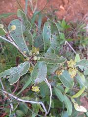 Salacia kraussii