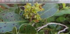Salacia kraussii