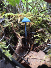 Entoloma hochstetteri