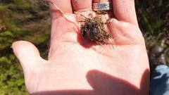 Oxalis polyphylla polyphylla