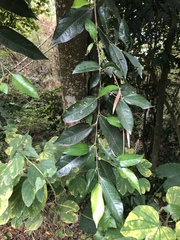 Ficus irisana