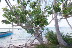 Hernandia nymphaeifolia