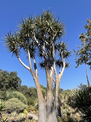 Aloidendron