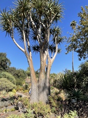 Aloidendron