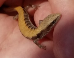 Elgaria multicarinata