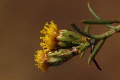 Marasmodes schlechteri