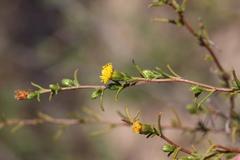 Marasmodes schlechteri