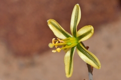 Albuca suaveolens
