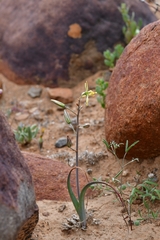 Albuca suaveolens