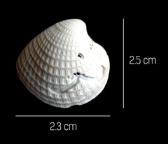 Chionopsis amathusia