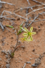 Albuca suaveolens
